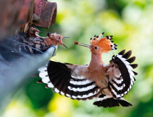 Selvatica – Arte e Natura in Festival 2027 – Biella, Italy
