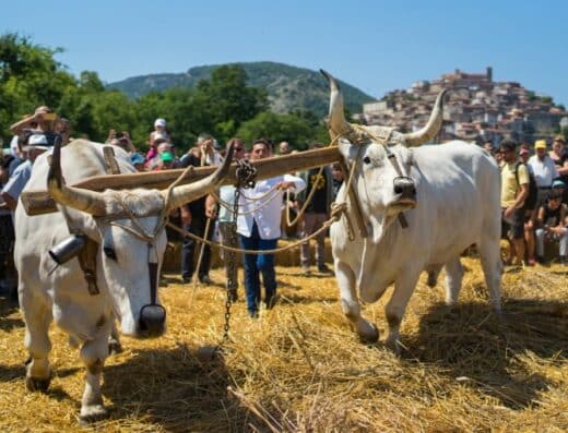 Palio del Grano Festival 2027, Caselle in Pittari, Italy