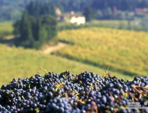 Anteprima del Vino Nobile di Montepulciano 2027 – Italia