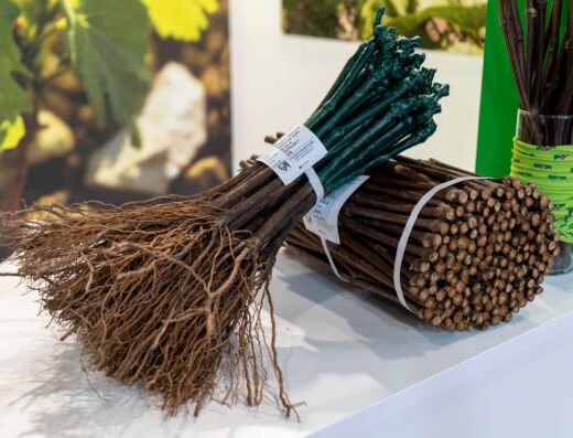 Enovitis Business 2026 – Milan, Italy