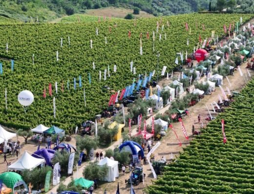 Enovitis in Campo
